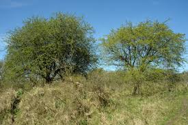 Attēlu rezultāti vaicājumam “Crataegus x macrocarpa”