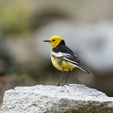 Attēlu rezultāti vaicājumam “Motacilla citreola”