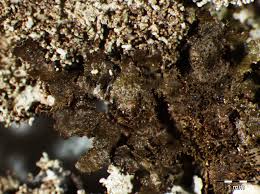 Attēlu rezultāti vaicājumam “Melanohalea exasperata”