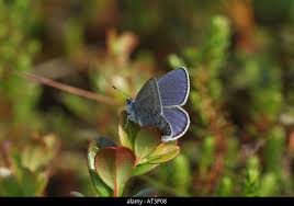 Attēlu rezultāti vaicājumam “Vacciniina optilete female”