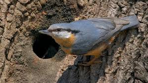 Attēlu rezultāti vaicājumam “Sitta europaea”