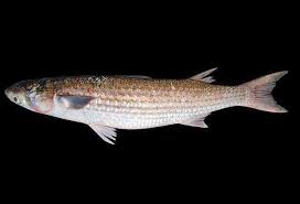 Image result for Mugil liza