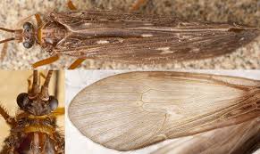 Attēlu rezultāti vaicājumam “Potamophylax”