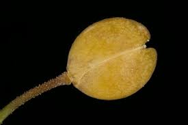 Attēlu rezultāti vaicājumam “Lepidium densiflorum fruit”