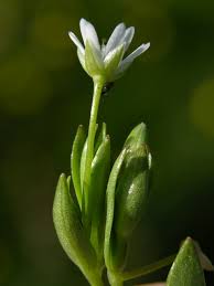 Attēlu rezultāti vaicājumam “Stellaria crassifolia”