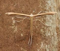 Attēlu rezultāti vaicājumam “Stenoptilia pterodactyla”