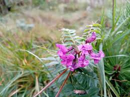 Attēlu rezultāti vaicājumam “Vicia sepium flower”