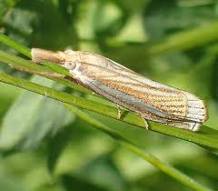 Attēlu rezultāti vaicājumam “Crambus”