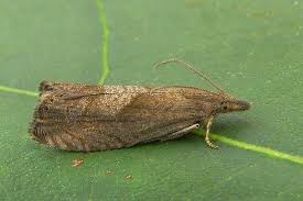 Attēlu rezultāti vaicājumam “Dichrorampha simpliciana”