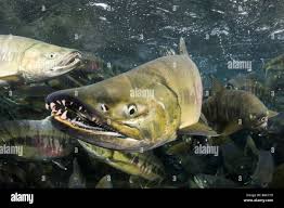 Image result for Oncorhynchus keta