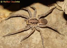 Attēlu rezultāti vaicājumam “Lycosidae”