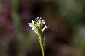 Attēlu rezultāti vaicājumam “Arabis hirsuta”