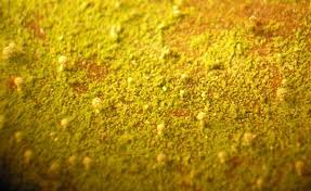 Attēlu rezultāti vaicājumam “Chaenotheca brachypoda”