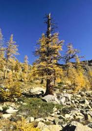 Attēlu rezultāti vaicājumam “Larix decidua var. polonica”