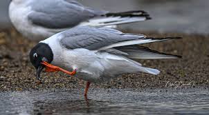 Image result for Chroicocephalus philadelphia