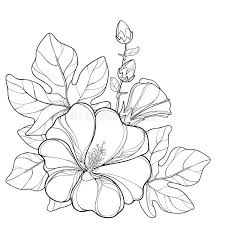 Attēlu rezultāti vaicājumam “Alcea rosea bud”