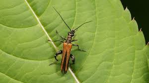 Attēlu rezultāti vaicājumam “Oedemera femorata”