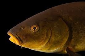 Image result for Tinca tinca