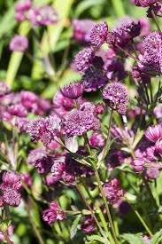 Image result for Astrantia majon `Abbey Road`