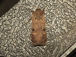 Attēlu rezultāti vaicājumam “Euxoa nigricans”