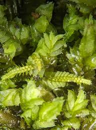 Attēlu rezultāti vaicājumam “Gymnocolea inflata”