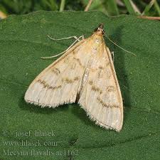 Attēlu rezultāti vaicājumam “Mecyna flavalis”