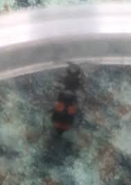 Attēlu rezultāti vaicājumam “Anthocomus fasciatus”