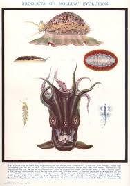 Attēlu rezultāti vaicājumam “Mollusca”