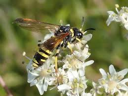 Attēlu rezultāti vaicājumam “Tenthredo campestris”