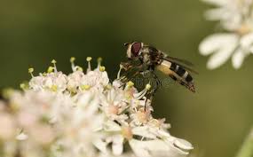 Attēlu rezultāti vaicājumam “Leucozona glaucia”