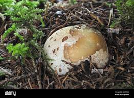 Attēlu rezultāti vaicājumam “Phallus impudicus”