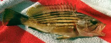 Image result for Epinephelus costae