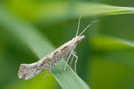 Attēlu rezultāti vaicājumam “Plutella xylostella”