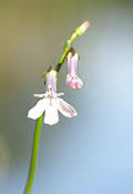 Attēlu rezultāti vaicājumam “Lobelia dortmanna leaf”