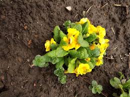 Attēlu rezultāti vaicājumam “Primulaceae”