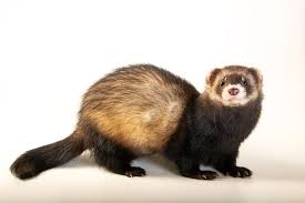 Attēlu rezultāti vaicājumam “Mustela putorius”