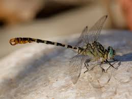 Attēlu rezultāti vaicājumam “Onychogomphus forcipatus”