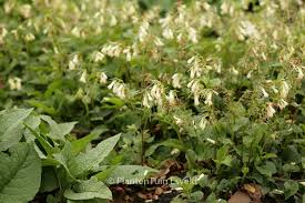 Attēlu rezultāti vaicājumam “Symphytum grandiflorum flower”