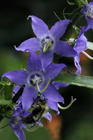 Image result for Campanula americana