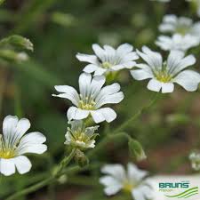 Attēlu rezultāti vaicājumam “Cerastium arvense leaf”