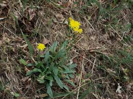 Attēlu rezultāti vaicājumam “Leontodon hispidus fruit”