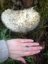 Attēlu rezultāti vaicājumam “Diderma deplanatum spores”