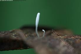 Attēlu rezultāti vaicājumam “Typhula setipes”