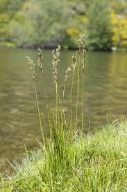 Attēlu rezultāti vaicājumam “Juncus squarrosus”
