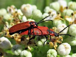 Attēlu rezultāti vaicājumam “Lygistopterus sanguineus larva”