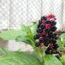 Attēlu rezultāti vaicājumam “Phytolacca acinosa”