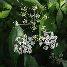 Attēlu rezultāti vaicājumam “Aegopodium podagraria leaf”