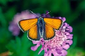 Attēlu rezultāti vaicājumam “Lycaena hippothoe male”