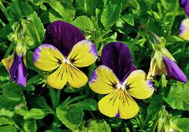 Attēlu rezultāti vaicājumam “Viola tricolor flower”