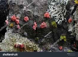 Attēlu rezultāti vaicājumam “Peniophora rufa”